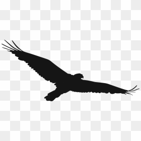 Christian Narkiewicz Laine - Hawk Clip Art, HD Png Download - eagle clipart png
