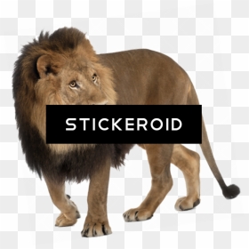 Lion"s Honor (557x563), Png Download - Angry Lion Png, Transparent Png - lions png