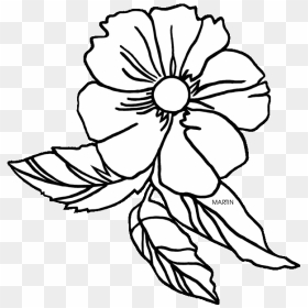 Georgia At Getdrawings Com Clipart Download - Cherokee Rose Flower Drawing, HD Png Download - georgia outline png