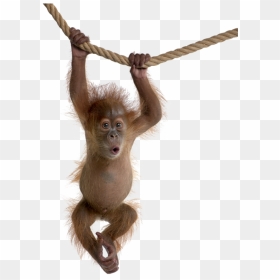 Chimp Drawing Child, Picture - Baby Orangutan Full Body, HD Png Download - baby monkey png