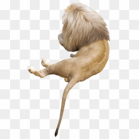 Portable Network Graphics, HD Png Download - lions png