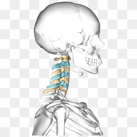 Cervical Vertebrae Lateral3 - Cervical Spine, HD Png Download - neck png