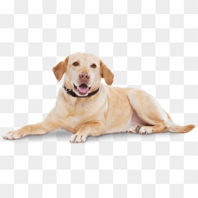 Cytopoint Works With Your Dog’s Own Immune System To - Lokivetmab, HD Png Download - happy dog png