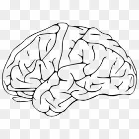Brain Drawing Png Icons - Brain Clip Art, Transparent Png - hand drawing png