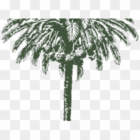 Date Palm Clipart Big - Png Date Palm Drawing, Transparent Png - tree drawing png