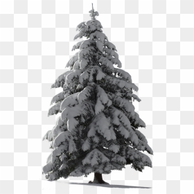 Thumb Image - Snow Pine Tree Png, Transparent Png - snow tree png