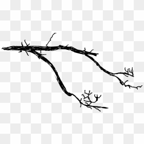 Tree Branch Transparent Background, HD Png Download - tree drawing png