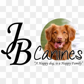 Jb Canines - Rød Golden Retriever, HD Png Download - happy dog png