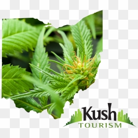 Ohio Joint Travel Regulations Images Ohio Marijuana - Cannabis, HD Png Download - marijuana joint png