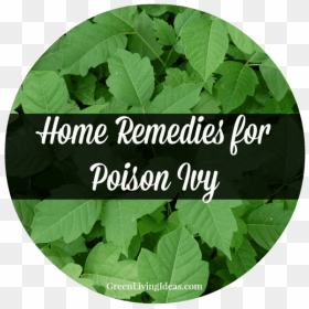 Poison Ivy, HD Png Download - poison ivy png