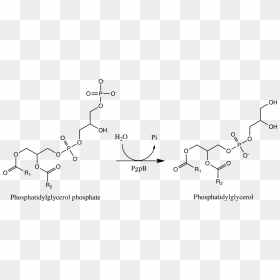 Pgpb Reaction - Phosphatidylglycerol Phosphate, HD Png Download - reaction png