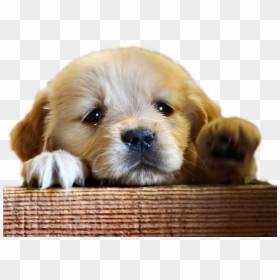 Golden Retriever Bye Bye , Png Download - Puppy Sad Dog, Transparent Png - sad dog png