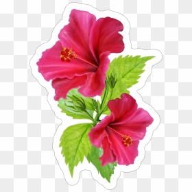 Beautiful Pink Hibiscus Flower Sticker , Png Download - Hawaiian Flower Stickers Transparent, Png Download - hibiscus flower png