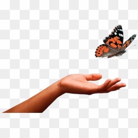 Transparent Butterflys Png - Butterfly Released From Hand, Png Download - hand reaching out png