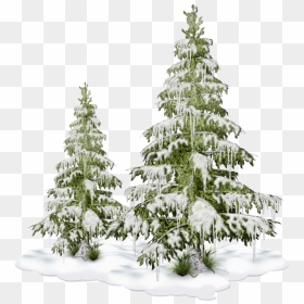 Freetoedit Nature Tree Christmastree Snow Winter - Sapins Sous La Neige, HD Png Download - snow tree png