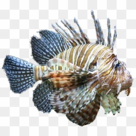 Lionfish Clipart Tropical Fish Clipart - Lionfish Png, Transparent Png - tropical fish png