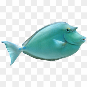 Transparent Koi Clipart - Realistic Ocean Animal Clipart, HD Png Download - tropical fish png