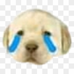 Meme Dog Sad Sticker January Lol Idk - Sad Dog Png, Transparent Png - sad dog png