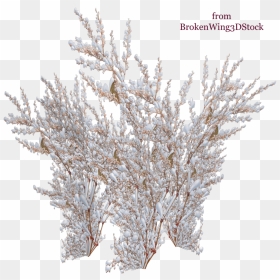 The Snow On The Tree , Png Download - Snowy Bushes Png, Transparent Png - snow tree png