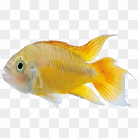 Carassius Auratus Marine Biology Tropical Fish - Goldfish, HD Png Download - tropical fish png