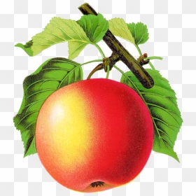 Apple Vintage Png, Transparent Png - apple .png