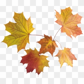 Maple Leaves Group - Transparent Background Maple Leaves Png, Png Download - canadian leaf png