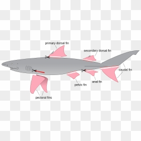Shark Finning Diagram - Labeled Fins Of A Shark, HD Png Download - shark fin png
