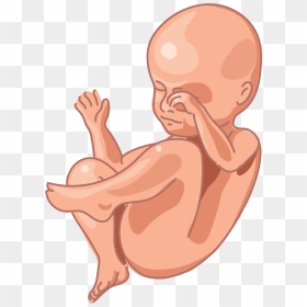 Image Of A Fetus At 28 Weeks Of Development - Fetal Growth Clip Art, HD Png Download - fetus png