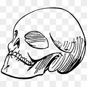 Drawing Line Art Skull Painting Cartoon - Clip Art, HD Png Download - cartoon skull png