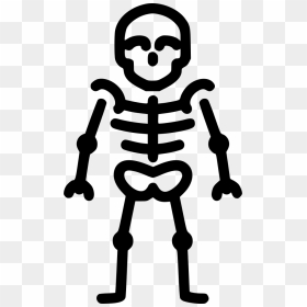 Skeleton Anatomy Bones Skull - Skeleton Icon Png, Transparent Png - cartoon skull png