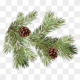 Pine Branch Transparent Background - Pine Branch With Cones, HD Png Download - pine branch png