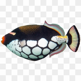 Trigger Fish Clipart Picture Library Download Tropical - Realistic Tropical Fish Clipart, HD Png Download - tropical fish png