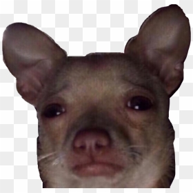 #dog #saddog #freetoedit #cursed #sad, HD Png Download - sad dog png