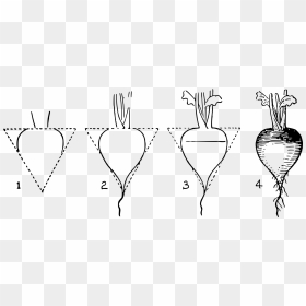 4 Steps Clip Arts - Draw Radish Step By Step, HD Png Download - steps png