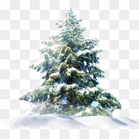 # Tree #snow #snowytree # #snowtree #whitetree - Snow Pine Tree Png, Transparent Png - snow tree png