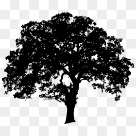 Landtrusttree-01 No Edging - Oak Tree Clip Art, HD Png Download - oak tree silhouette png