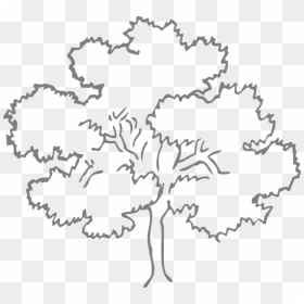Transparent Tree Outline Png, Png Download - oak tree silhouette png