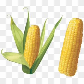 Corn Png Image - Corn Png, Transparent Png - popcorn kernel png