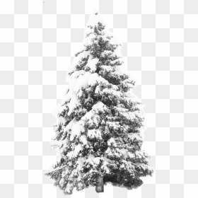 Thumb Image - Snow Christmas Tree Png, Transparent Png - snowy tree png