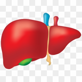 Liver Clipart - Liver Organ Png, Transparent Png - liver png