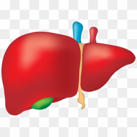 Liver Clipart - Liver Organ Png, Transparent Png - vhv