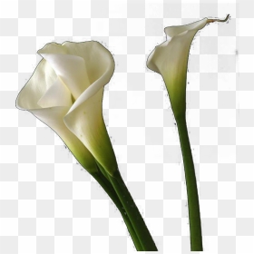 Calla Lilies Flowers Png Free Background - Calla Lily, Transparent Png - lily flower png
