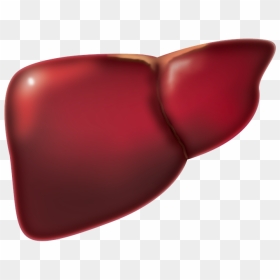 Liver Png, Transparent Png - liver png