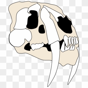 Smilodon Skull W - Transparent Smilodon Skull, HD Png Download - cartoon skull png