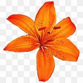 Lily Clipart Tiger Lily, HD Png Download - lily flower png