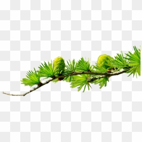 Transparent Pine Branch Png - Hz Ali Sözleri Gonul Ile Ilgili, Png Download - pine branch png