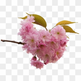 Cherry Blossom, HD Png Download - snowy tree png