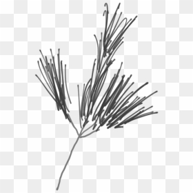 Sketch Of A White Pine Branch - Western Yellow Pine, HD Png Download - pine branch png