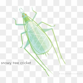 Cicada, HD Png Download - snowy tree png