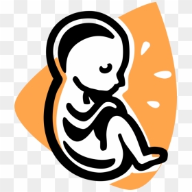 Vector Illustration Of Fetus Prenatal Human Between - Fetus Clipart Png, Transparent Png - fetus png